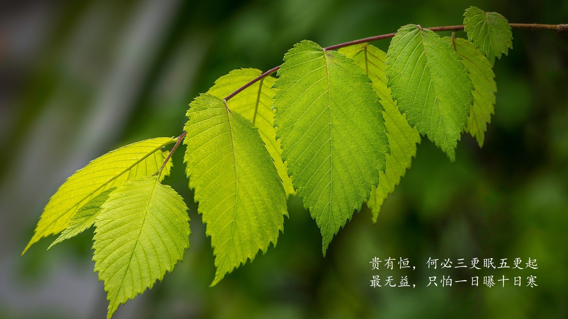 公牛球队球队精神面貌焕然一新，公牛球队logo