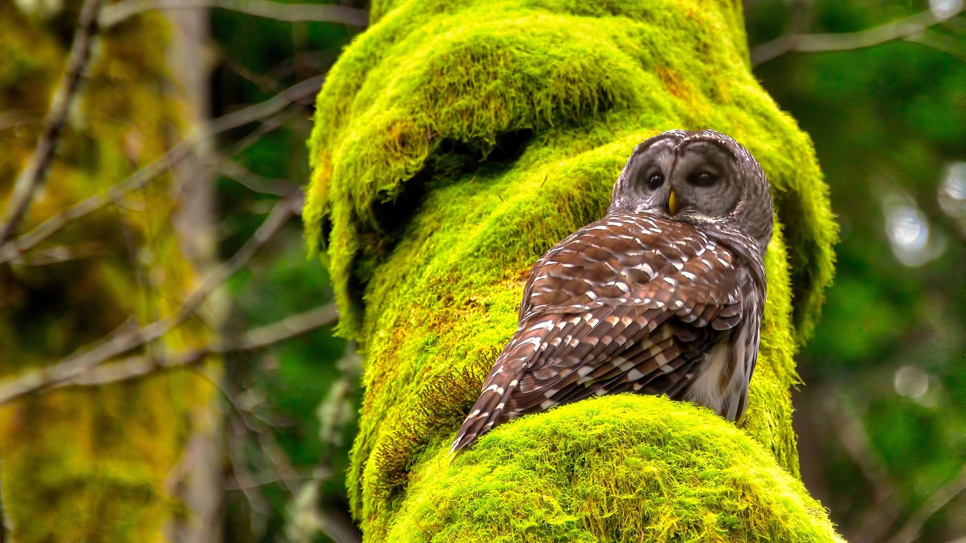 库里强势复出勇士西部格局大变,库里复出首战