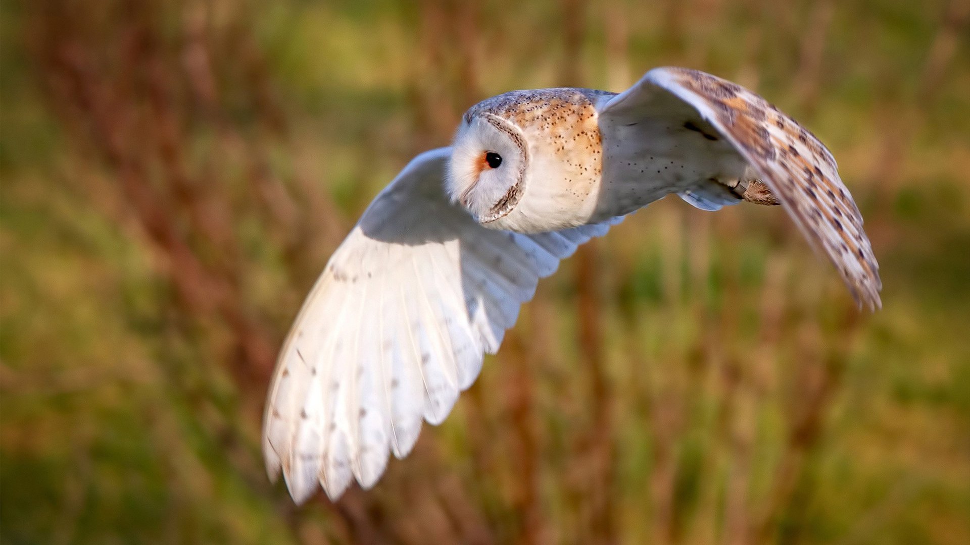 九游下载中心-意甲终极豪门：技术与战术的巅峰较量，意甲传统豪门