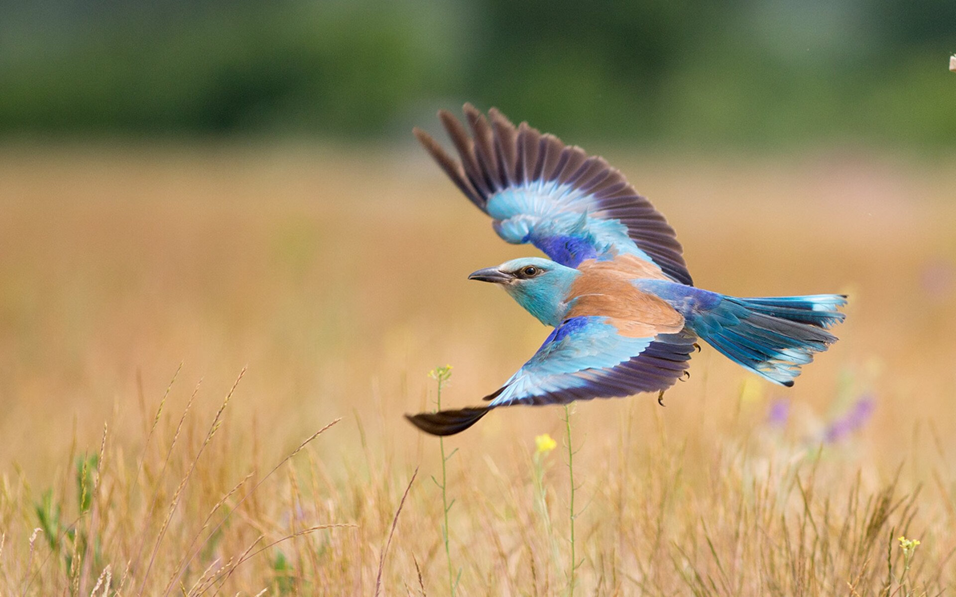 袋鼠队的新星球员不断崭露头角,成为比赛焦点,关于袋鼠队的押韵口号