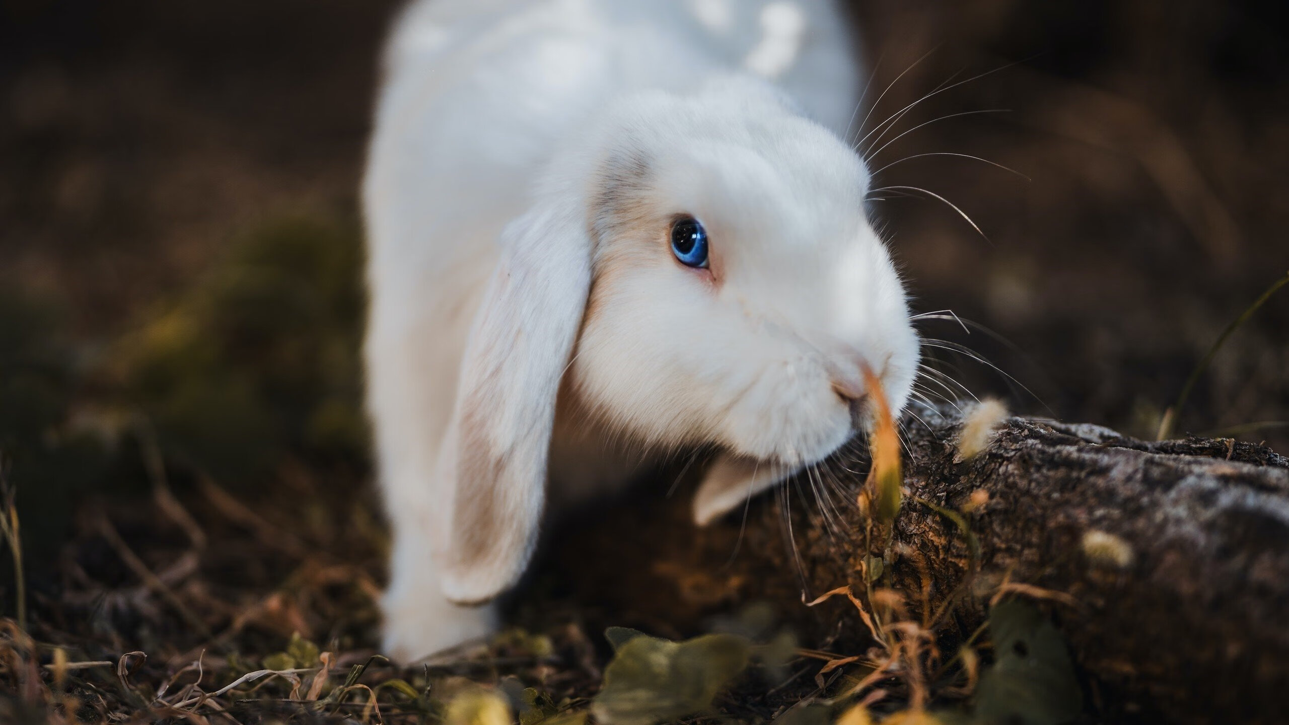 九游网页版官网-马耳他男篮在欧洲预赛中奋勇追逐，迈向更高目标，马耳他足球
